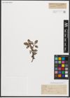 Foto von Salix reticulata L.